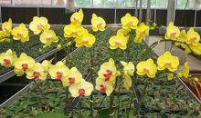 中秋节祝兄弟短信