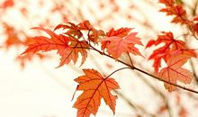 黄昏回家时开心幸福的句子 回家表示开心的句子