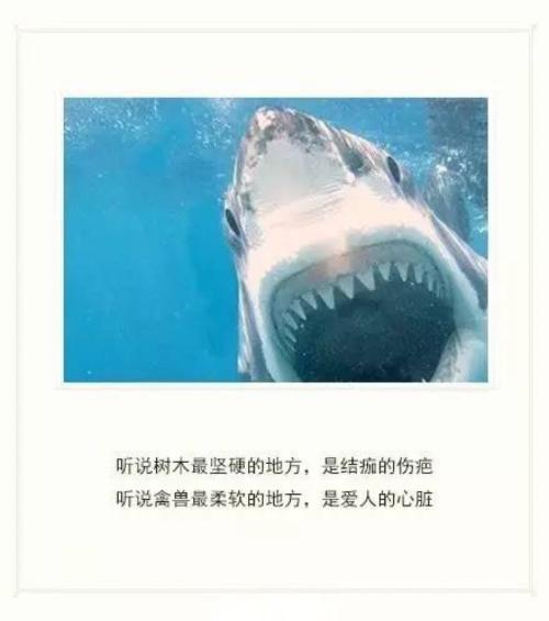 一句话情书