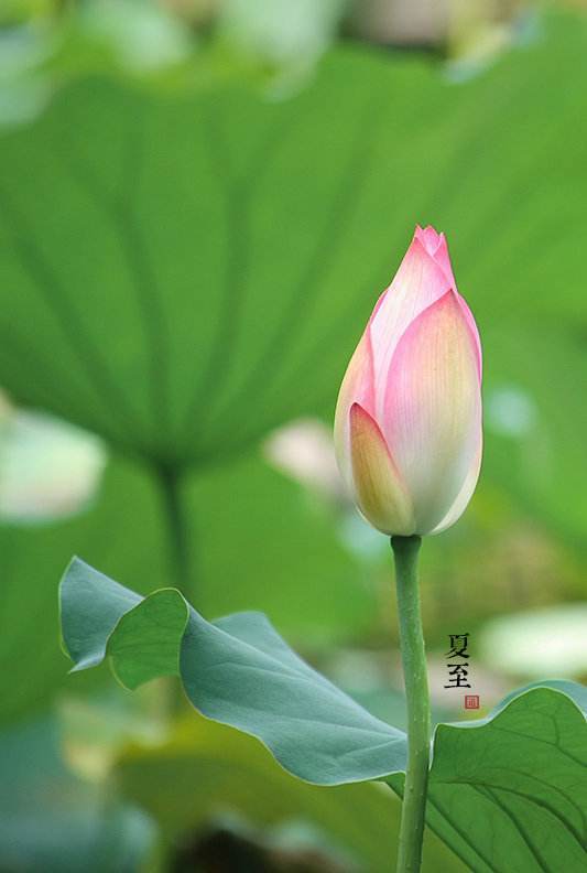 夏至短信