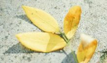 人活着开心的正能量句子 人活着就要开心短句