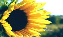 比喻心里非常开心的句子 形容心情高兴的比喻句