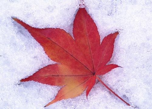 冰雪节短信