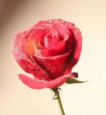端午节供词