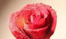 端午节表白短信