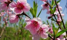 春天的心情说说