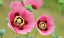 例句开开心心的句子 含有开开心心的句子