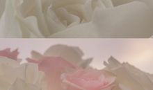 走心不肉麻的情话 最朴实走心的表白句子