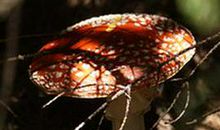 3.8妇女节搞笑短信