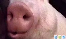 搞笑的说说笑死人