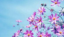 抒情的优美句子