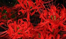 抒情霸气的句子