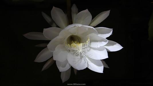 主显节的好词和句子