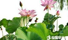 描写莲花的句子