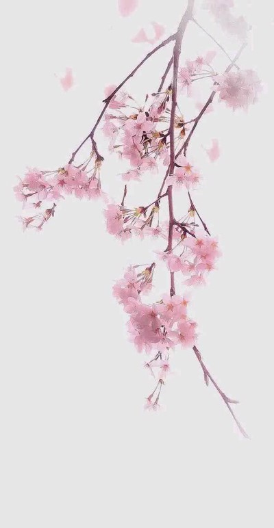 樱花美句