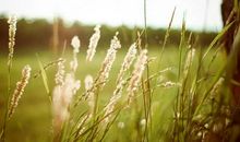 野草中经典句子