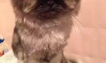 平复心情的句子