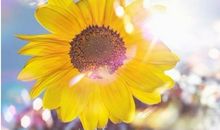 阳光充满正能量的句子