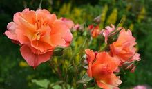 幡然醒悟的句子