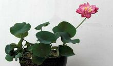 表面总是很开心的句子 表面开心内心压抑的句子