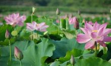 描写荷花美的段落