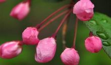 描写桃花的段落