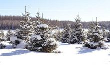 描写冬天美景的好段