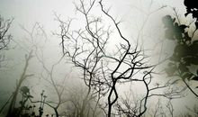 描写雾景的片段