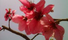 描写桃花的段落200