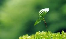 春天的名人名言