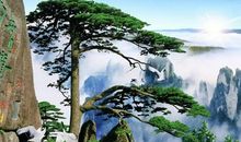 描写松树精神的句子