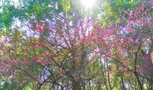 描写春天早晨的好段