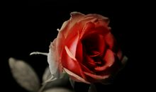 关于玫瑰花的句子