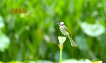 初夏荷花的诗句