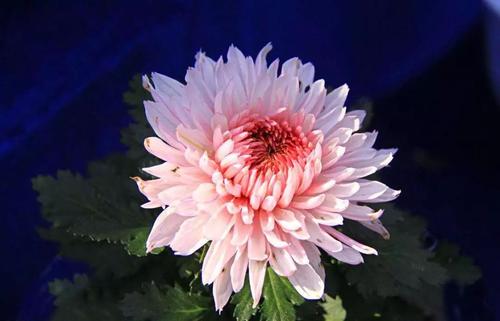 菊花诗
