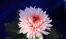 有关于菊花的诗句