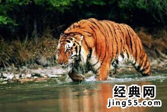 狼经典行情