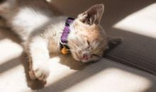 描写猫的唯美句子