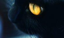 描写黑猫的唯美句子