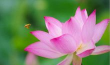 描写盛开荷花的诗句