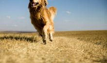 描写出去旅游的句子