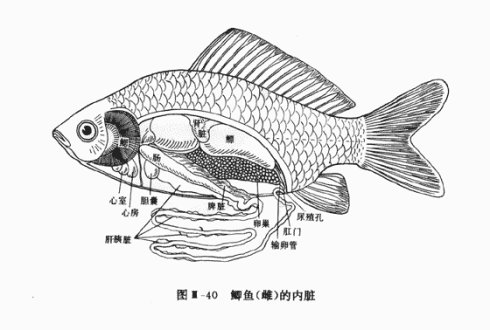 赞美鱼