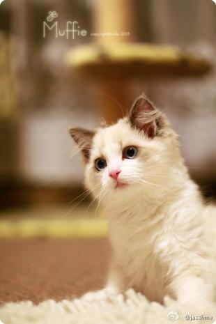 给猫的好话