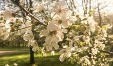 春光明媚的句子