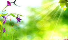 关于描写初夏的句子