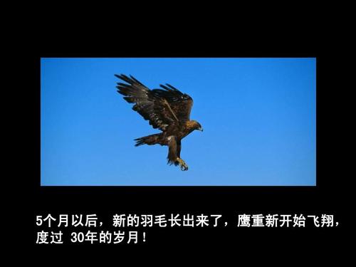 鹰的励志名言
