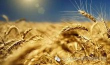 麦田里的守望者好词