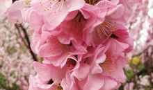 关于描写春花的句子