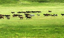 描写草原的诗歌