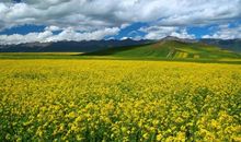 描写草原美丽的句子